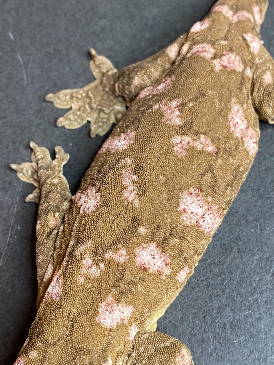 Thumbnail: Nuu Ana Leachianus Gecko (Female ID: 23IF1F)