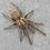 Thumbnail: Heterothele villosella