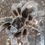 Thumbnail: Grammostola rosea  "NCF" (A.K.A - G. porteri)