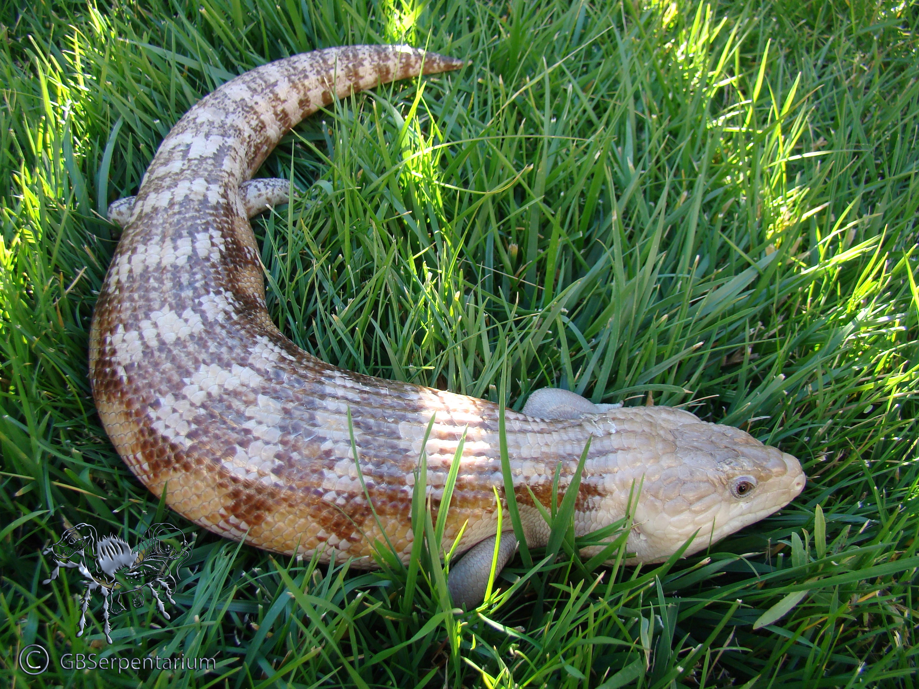 Blue Tongue Skink Breeders