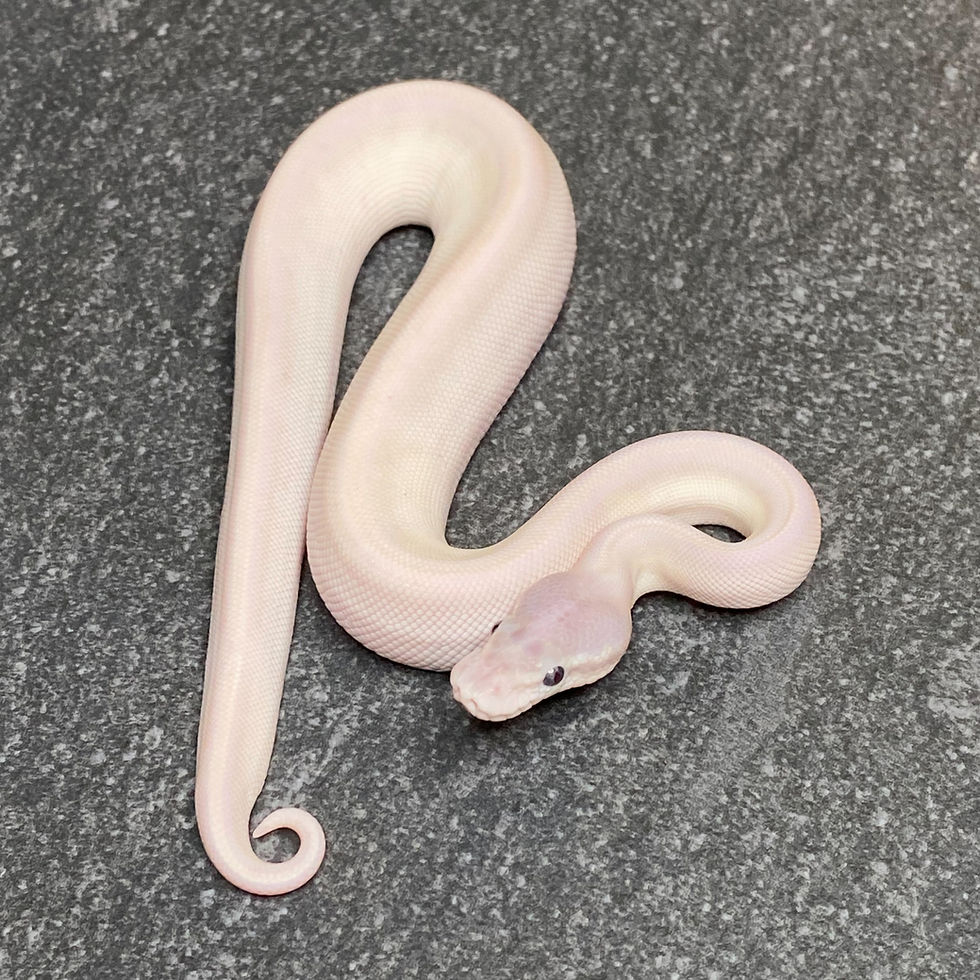 Thumbnail: Blue Eyed Leucistic Ball Python (Male - ID: 26BC3M)