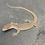 Thumbnail: Captive Bred Blue Spot Timor Monitor (V. auffenbergi ID: 25BE4)