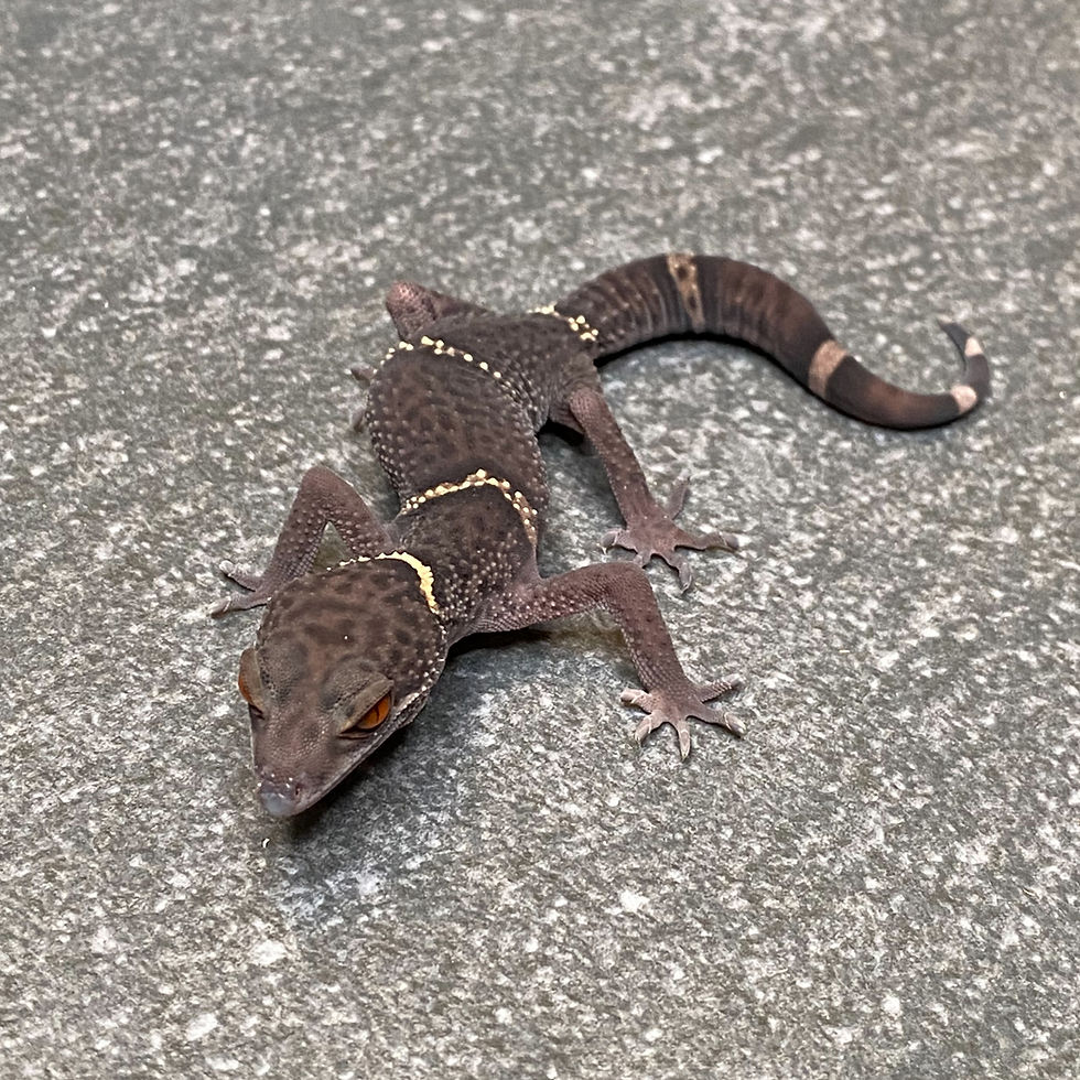 Thumbnail: Lichtenfelder's Cave Gecko (Female ID: 24GR1F)*