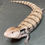 Thumbnail: Merauke Blue Tongue Skink (ID: 24CT11) - Captive Bred!