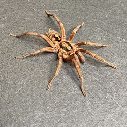 Hapalopus formusus (Ultimate Male)