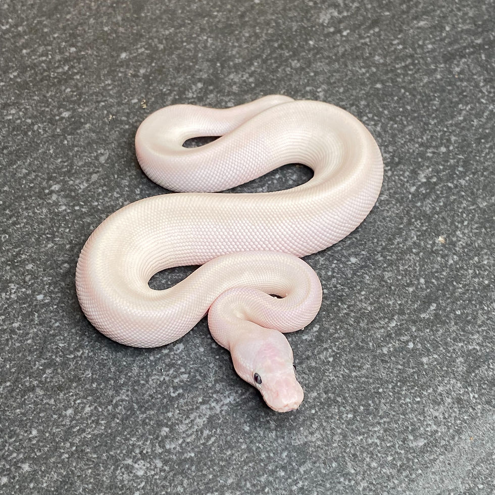 Thumbnail: Blue Eyed Leucistic Ball Python (Male - ID: 26Z6M)