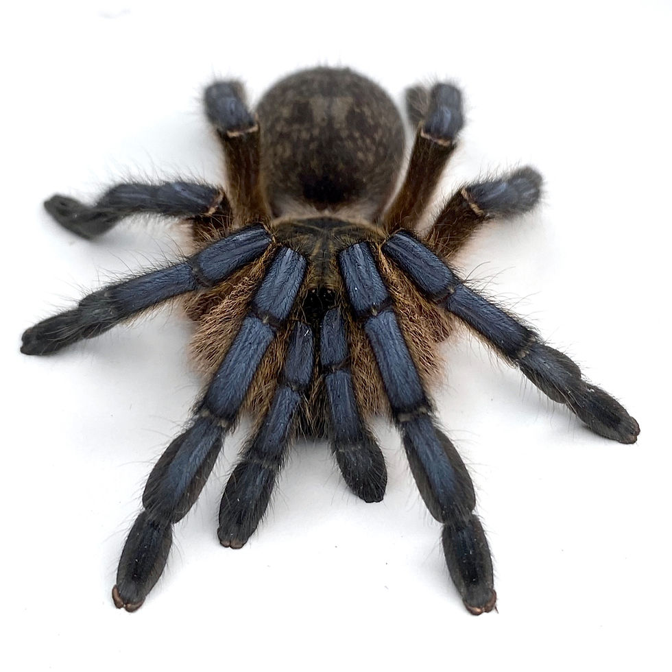 Thumbnail: 10 Lot Harpactira pulchripes - 0.5-0.75"