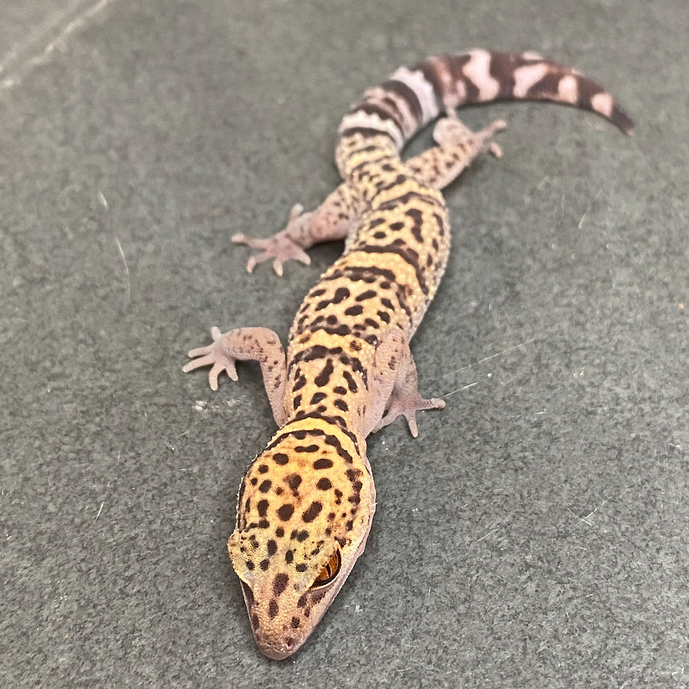 Thumbnail: Bawangling Cave Gecko (Female ID: 23GZ1F) - Regrown tail