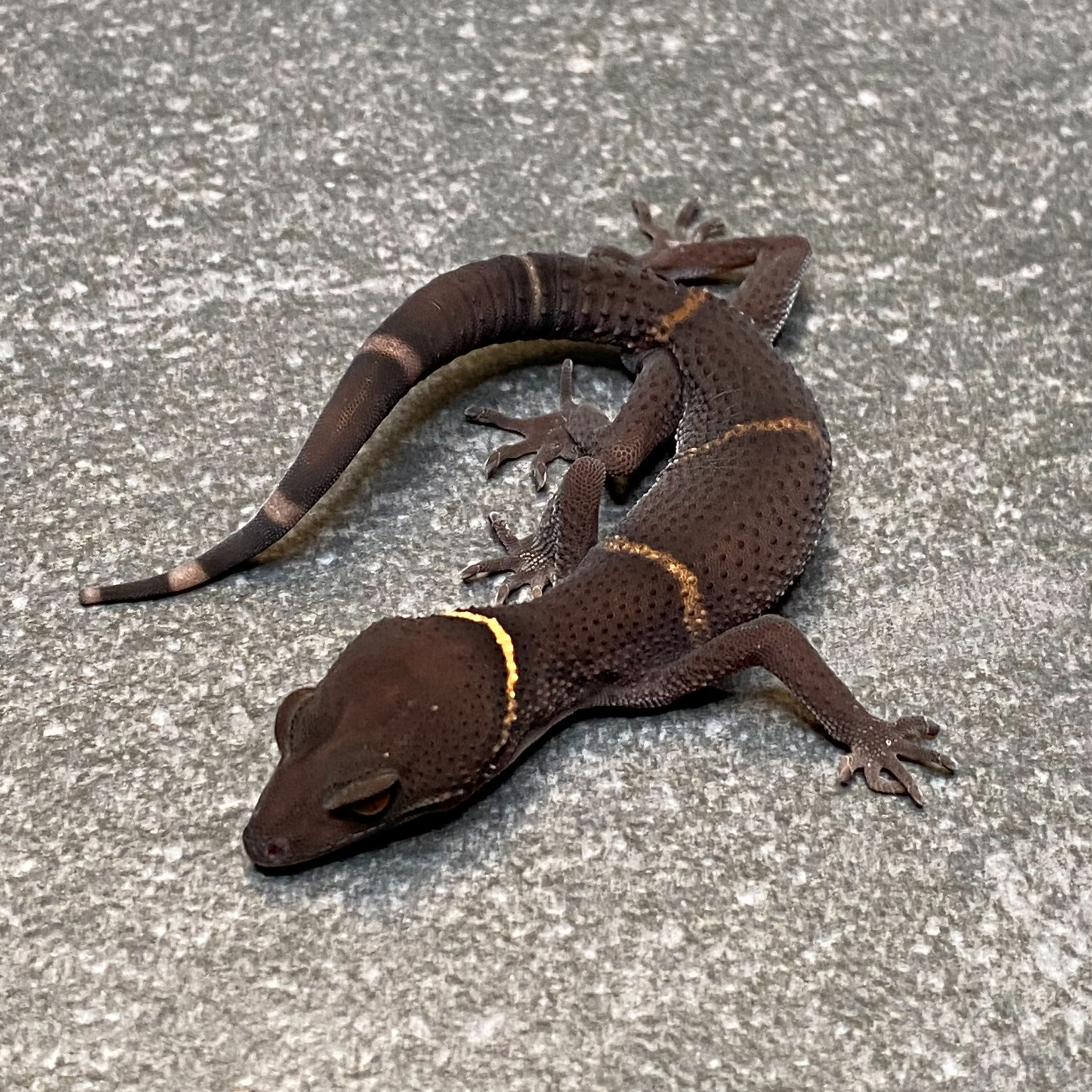Lichtenfelder's Cave Gecko (Female ID: 24II2F)*