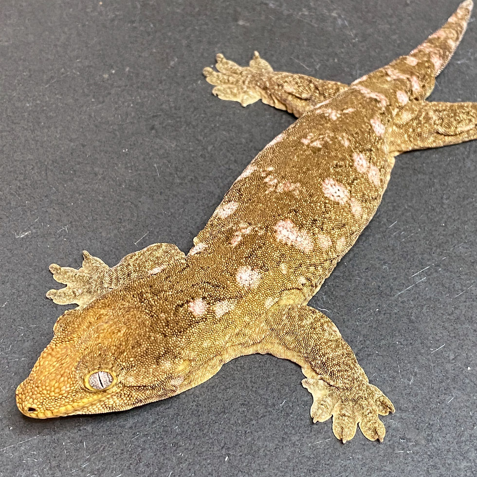 Thumbnail: Moro Leachianus Gecko (Female ID: 23F1F)