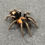 Thumbnail: Cyriocosmus elegans