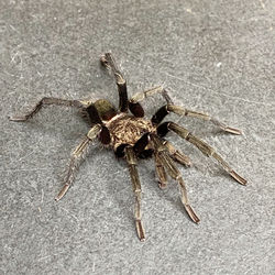 Thrixopelma pruriens (Ultimate Male)