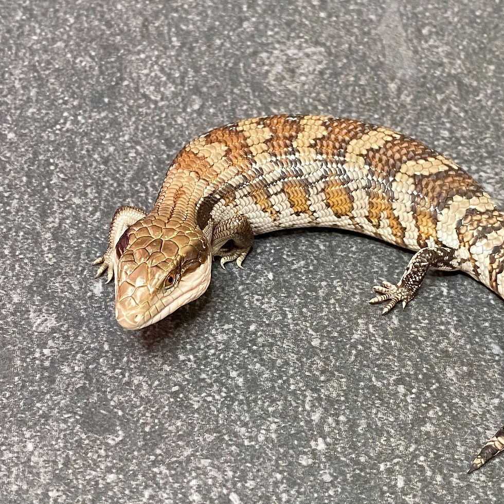 Thumbnail: Eastern Blue Tongue Skink (ID:26B6)
