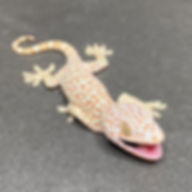 Captive Bred Tokay Gecko (Male ID: 24KJ2M)
