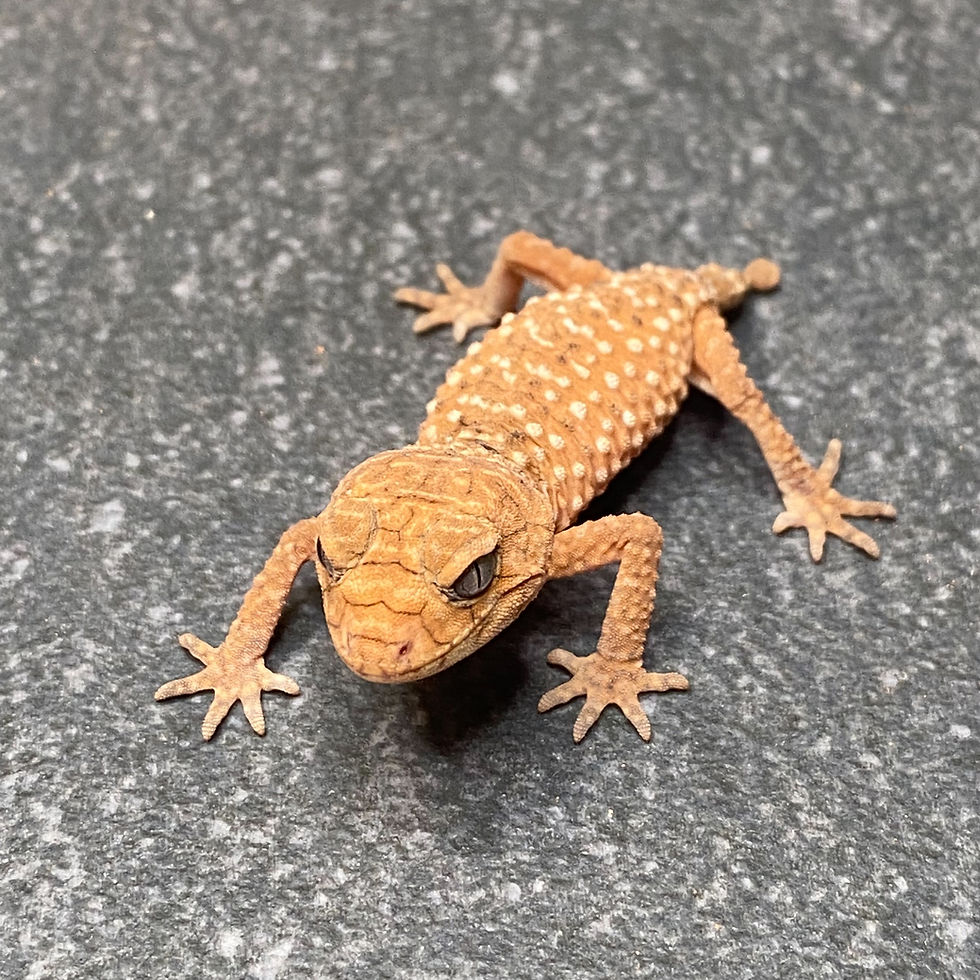 Thumbnail: Rough Knob-Tailed Gecko (Nephrurus amyae) (ID: 26Y1)