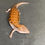 Thumbnail: Northern Blue Tongue Skink (ID: 25S7)