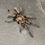 Thumbnail: Phlogius sp. "Black"