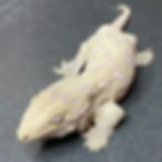 Nuu Ana Leachianus Gecko (ID: 24JE2)