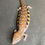 Thumbnail: Northern Blue Tongue Skink (ID: 25S10)