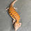 Thumbnail: Northern Blue Tongue Skink (ID: 25S7)