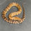 Thumbnail: False Water Cobra (Hydrodynastes gigas - Female ID: 25DM3F) - No Utah Sales
