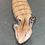 Thumbnail: Merauke Blue Tongue Skink (ID: 24CT1) - Captive Bred!