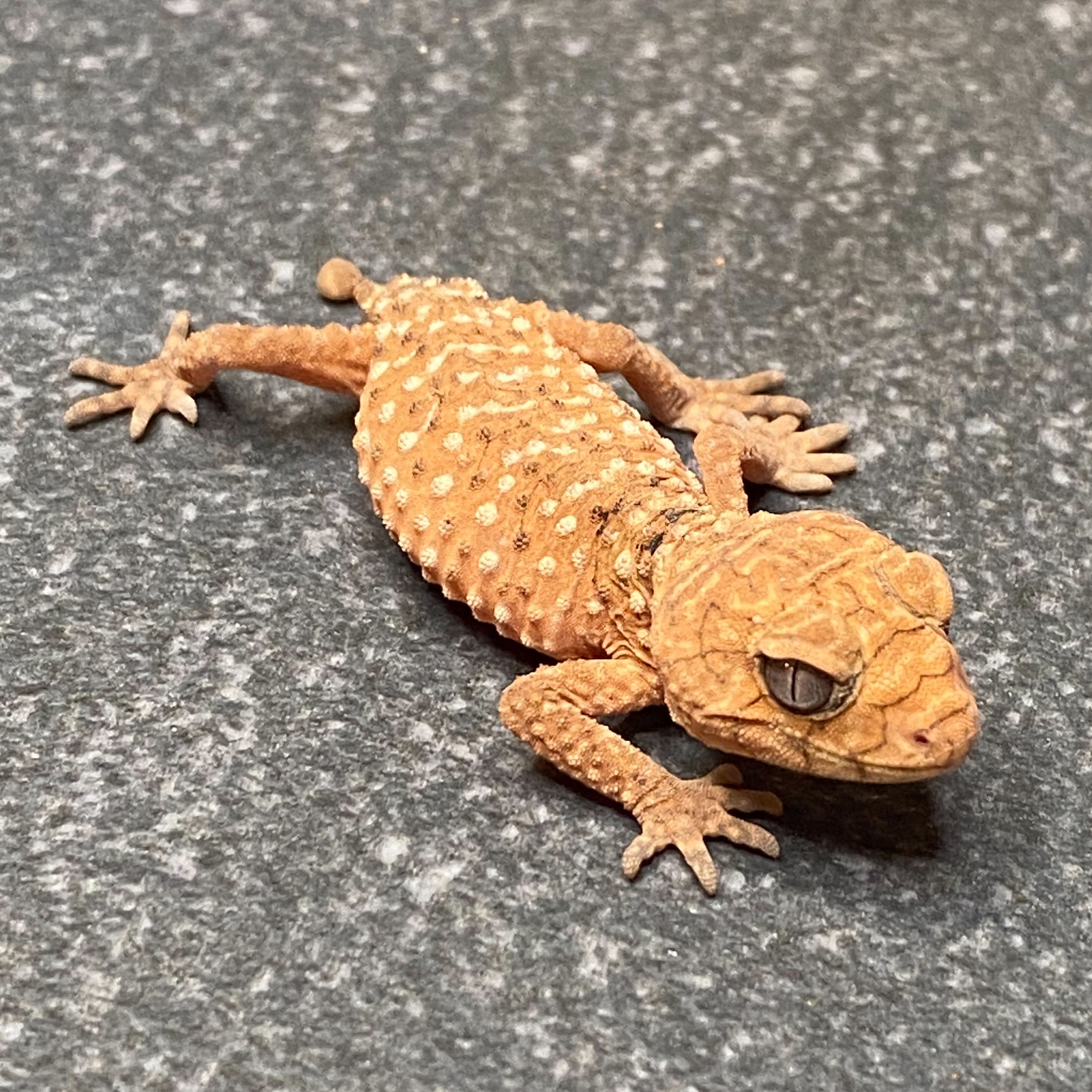 Rough Knob-Tailed Gecko (Nephrurus amyae) (ID: 26Y1)