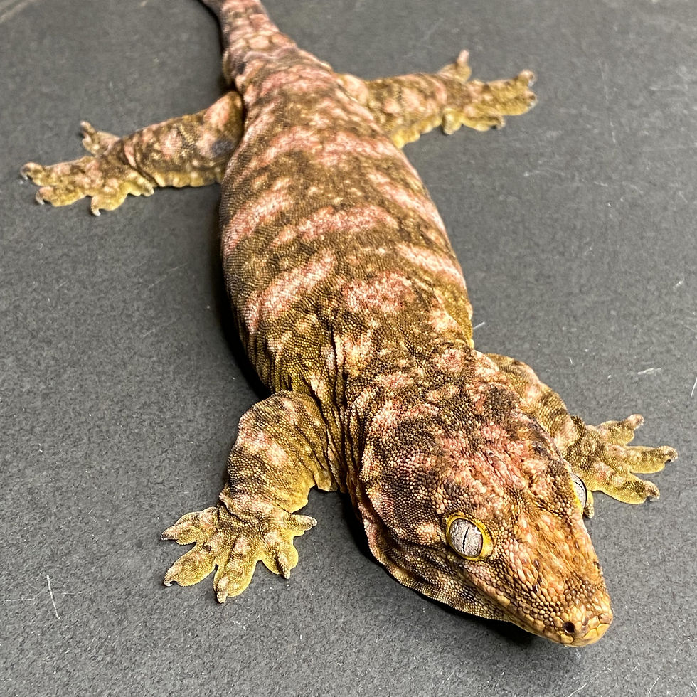 Nuu Ana Leachianus Gecko (Female ID: 21DL1F)
