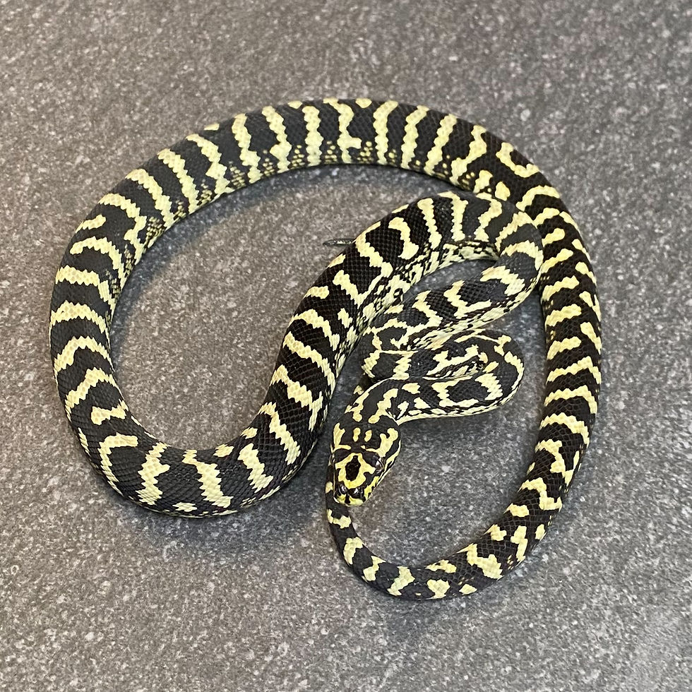 Thumbnail: Jungle Carpet Python (Female - ID: 25CJ11F)