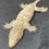 Thumbnail: Nuu Ana Leachianus Gecko (ID: 24FH1)