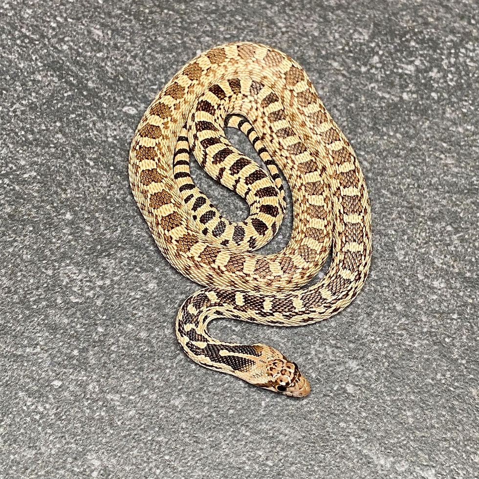 Thumbnail: Captive Bred Great Basin Gopher Snake (P. c. deserticola - Female ID: 25FH5F)