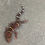 Thumbnail: Chinese Cave Gecko (Male: ID: 24ET2M)