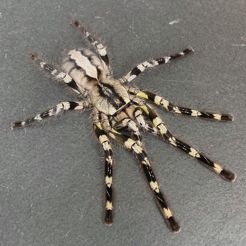 Thumbnail: Poecilotheria regalis