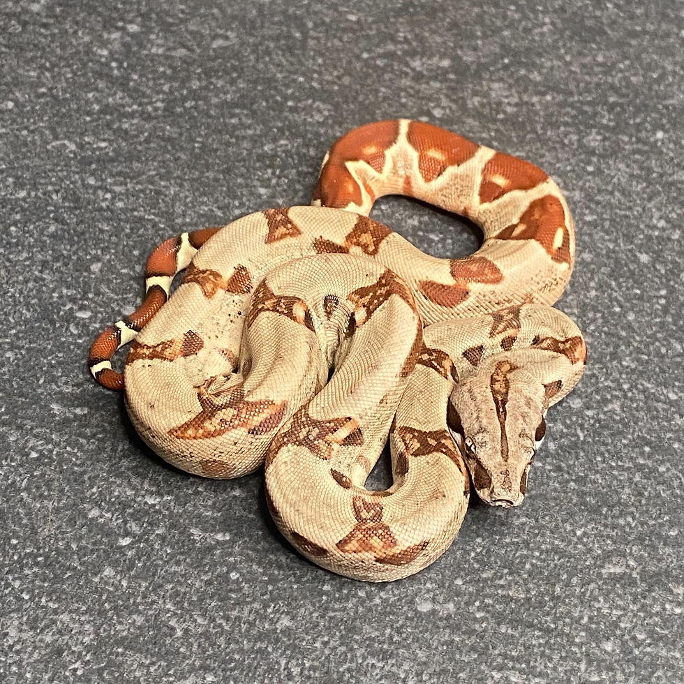 Thumbnail: Hypo Jungle Het. Albino Boa (Female - ID: 26AD6F)