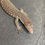 Thumbnail: Captive Bred Blue Spot Timor Monitor (V. auffenbergi ID: 25BE1)