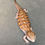 Thumbnail: Northern Blue Tongue Skink (ID: 25AE2)