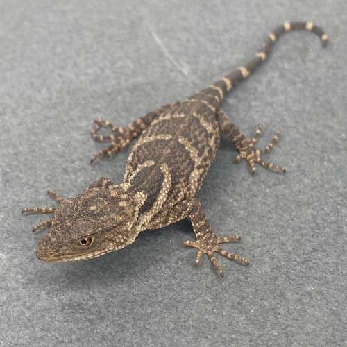 Newman's Knob Scale Lizard Xenosaurus newmanorum For Sale Captive