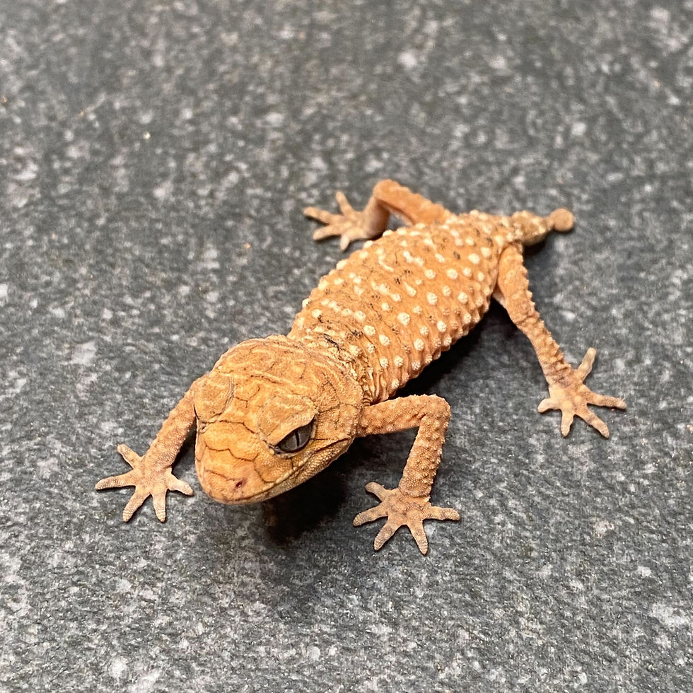 Thumbnail: Rough Knob-Tailed Gecko (Nephrurus amyae) (ID: 26Y1)