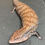 Thumbnail: Kei Isle Blue Tongue Skink (ID: 24DD3) - Captive Bred Tiliqua gigas keyensis