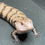 Thumbnail: Merauke Blue Tongue Skink (ID: 24CT4) - Captive Bred!