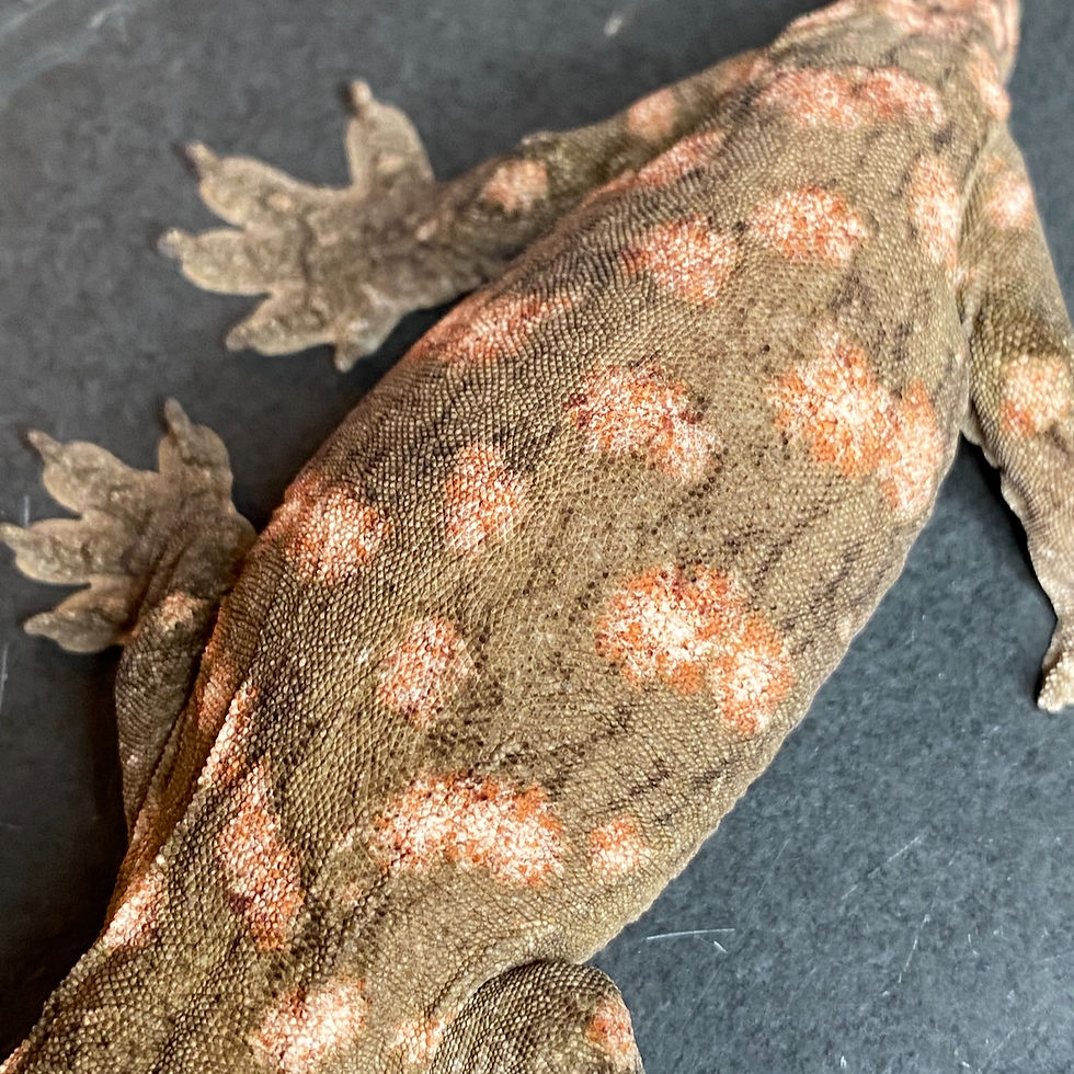 Thumbnail: High Pink Nuu Ana Leachianus Gecko (Female - ID: 24IM1F)