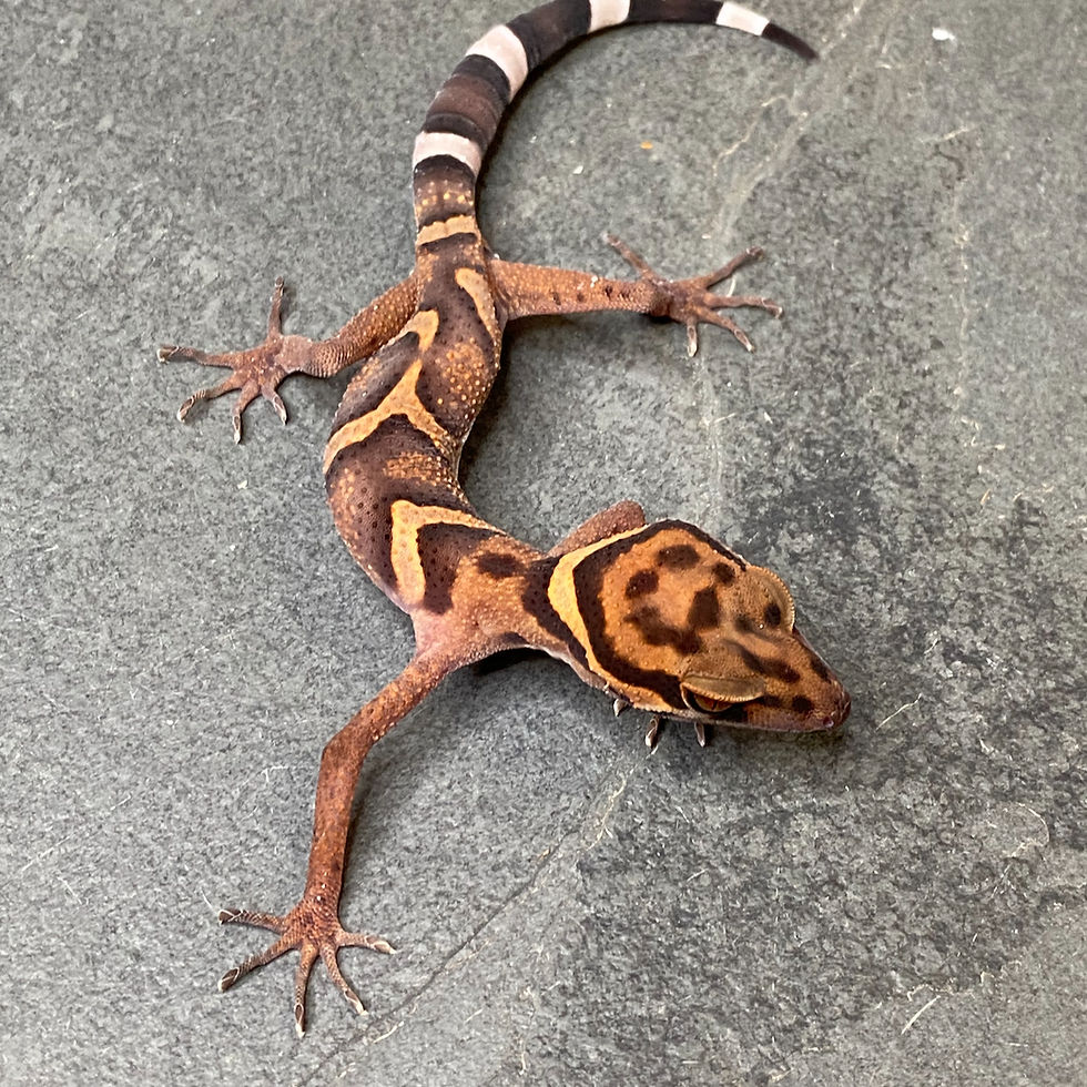Thumbnail: Vietnamese Cave Gecko (Goniurosaurus araneus - Male ID: 24HD1M)