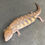 Thumbnail: Northern Blue Tongue Skink (ID: 25S10)