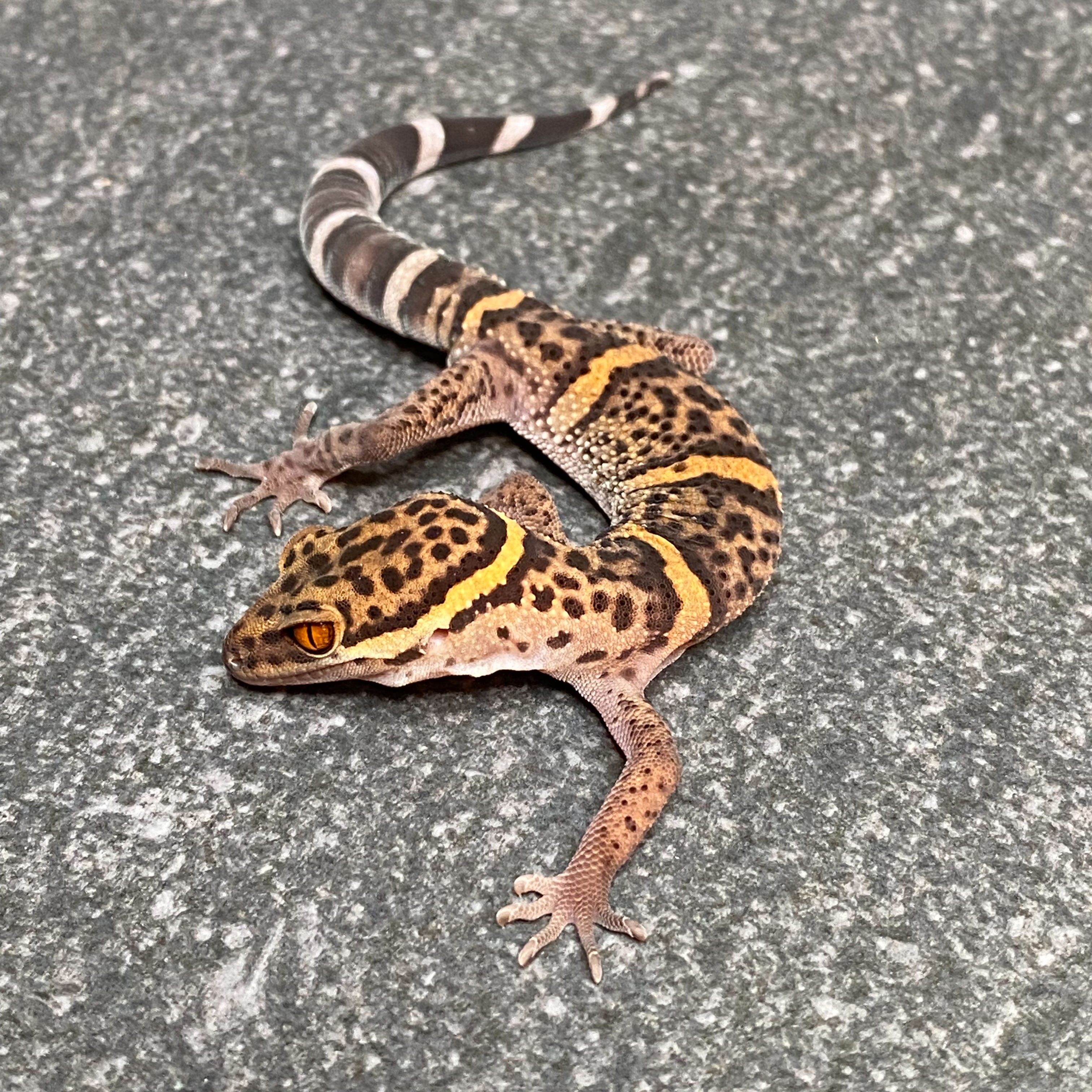 Bawangling Cave Gecko (Male ID: 24KG1M)