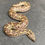 Thumbnail: Rough-scaled Sand Boa (Male - ID: 25BQ5M)