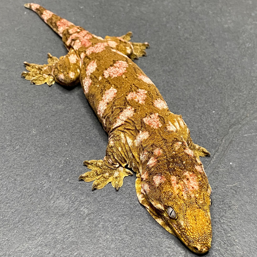 Thumbnail: Nuu Ana Leachianus Gecko (Female ID: 21BL2F)