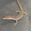 Thumbnail: Captive Bred Blue Spot Timor Monitor (V. auffenbergi ID: 25BE4)