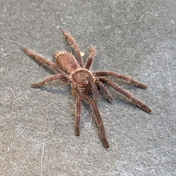 Chilobrachys dyscolus "Blue" (Juvenile)