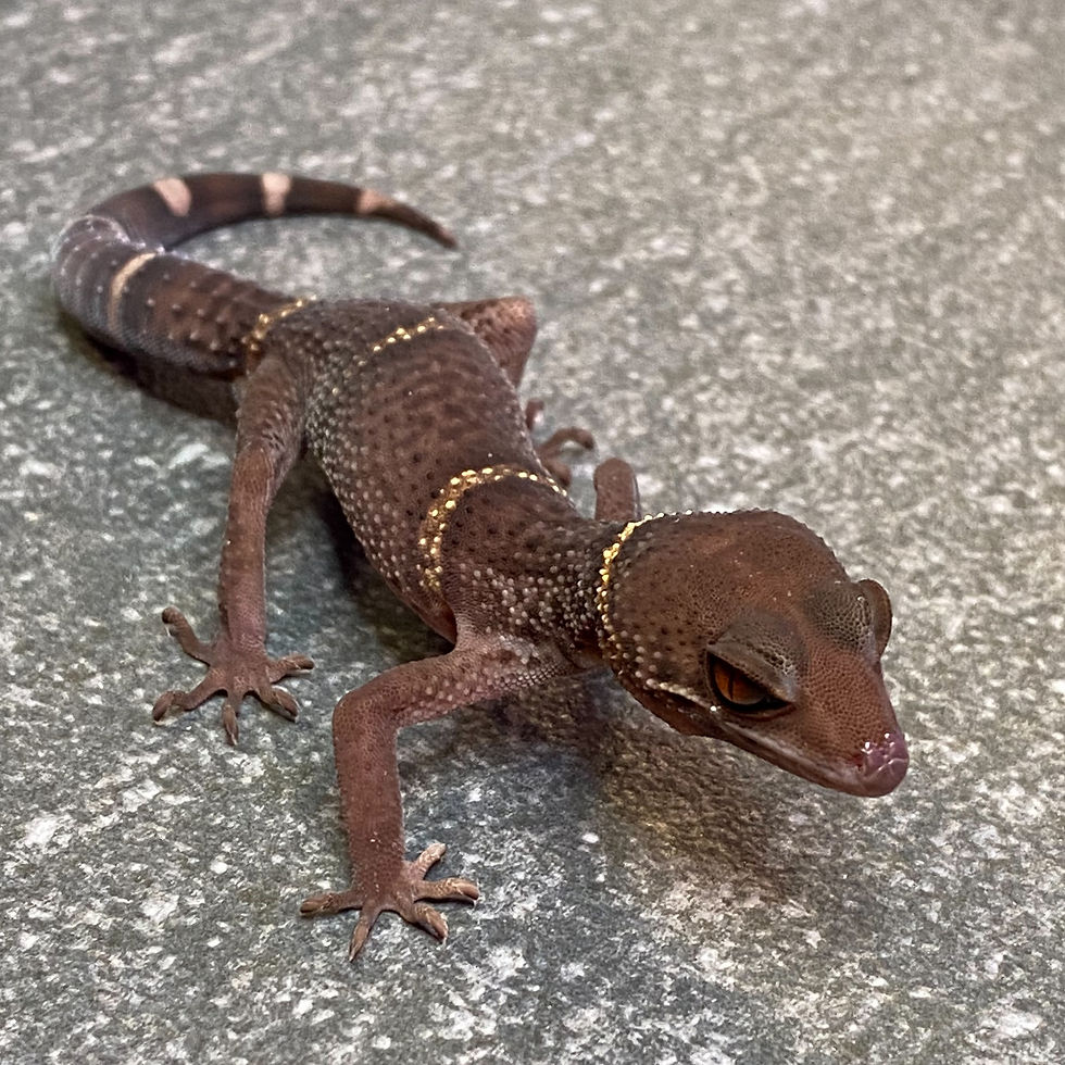 Thumbnail: Lichtenfelder's Cave Gecko (Male ID: 24IP1M)*