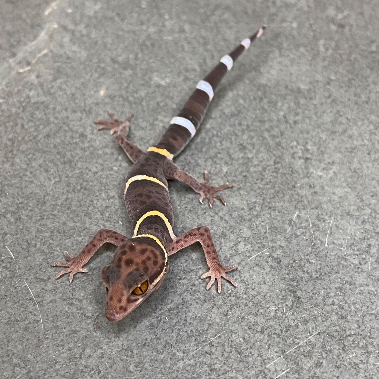 Chinese Cave Gecko (ID: 25AZ1)